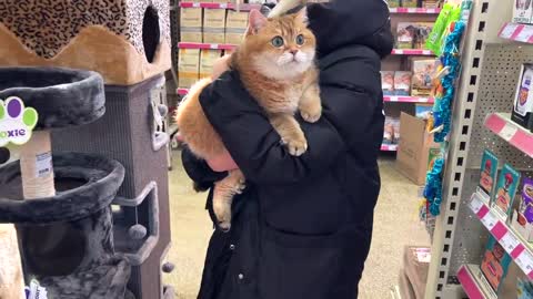 chubby cat in the pet shop