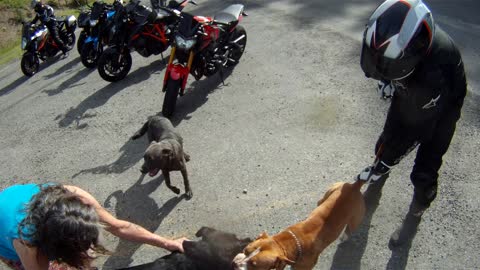 Bikers Help Disengage Roadside Tiff between Pooches