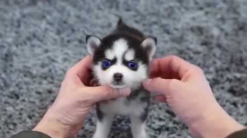 a cute micro husky