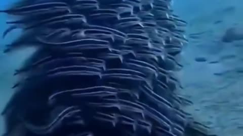 Amazing Underwater Life Sea Animals Swimming