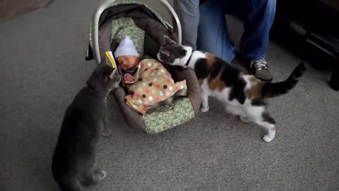 Cat meets baby for the first time | Baby enjoy time with the cat