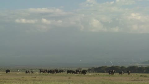 Clouds move in time lapse over a herd of elephants on the African savannah