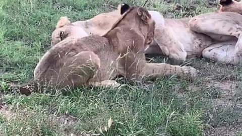 Lioness Plays With Cub