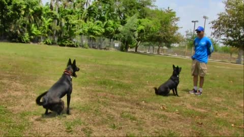 Behind the scene Footage at My Dog Trainer's Dog Training academy! Funny video