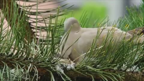 Beautiful Bird Feeding Their Babies