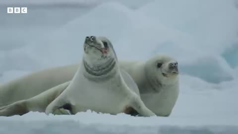 Killer whales are so clever 🤯 _ Frozen Planet