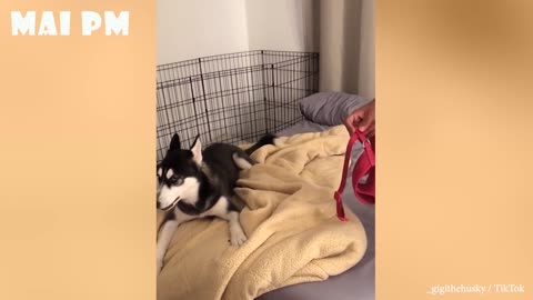 Funny Angry Dogs 🐶🤣 Watch Until The End! Don't Mess With These Pets🐶