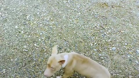 Watch this wobbly pittie do the happiest dance once she realizes she's finally home ❤️