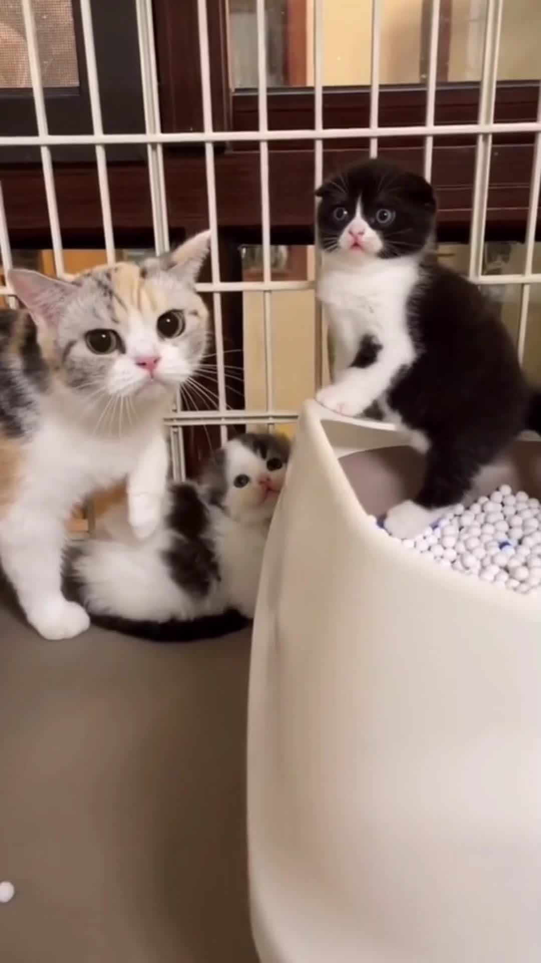 Cat Rumble Funny cat video