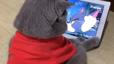 My cat likes to watch cartoon cards. Tom and Jerry