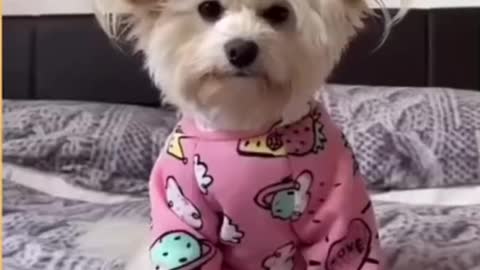 Top Funny Cute Dog Videos and TIKTOK Compilation #short