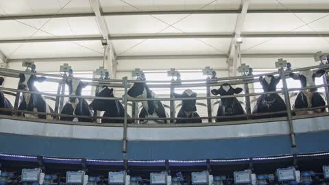 Cows during milking on a rotary milking parlor in a large dairy farm