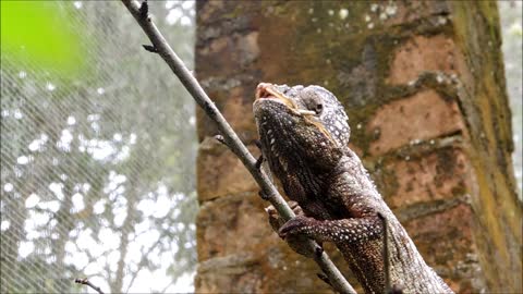 Malagasy Giant Chameleon Eats Cricket