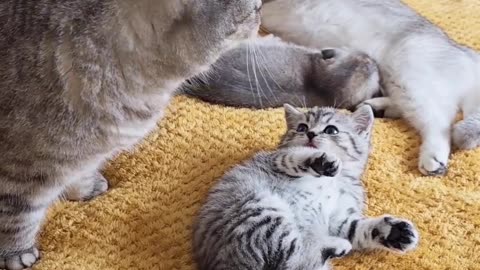 Daddy cat scolds his kitten Why?