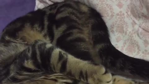 Cat Sleeps Upside Down