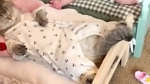 Funny Cat and Dog Videos Funny Animals Video 2024 #12Try Not To Laugh #animalmoment #shorts#animals