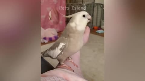 Smart Parrot Talking - Funny Parrot Video .