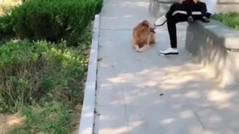 Golden Retriever cares for sick owner