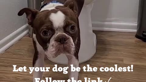 Funny & Cute Animals And your dog can be so smart!