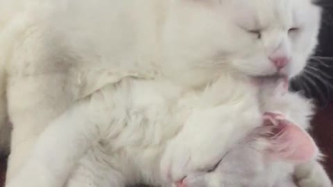 One white cat licks other white sleeping cat