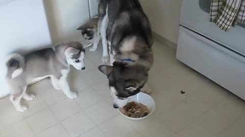 Siberian Husky Puppy tries to steal food from Dad, Brother warns her