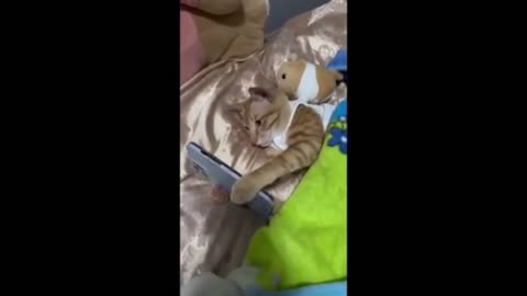 Funniest Cats and Dogs Videos