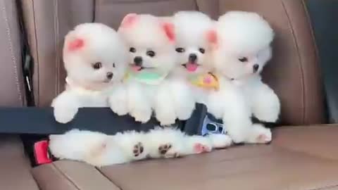 Toy dogs