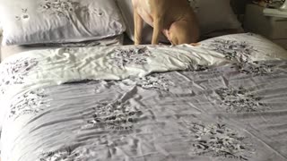 How to Get Your Scary Pitbull Off Your Bed