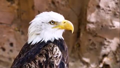 Majestic Eagles- The Apex Predators of the Sky