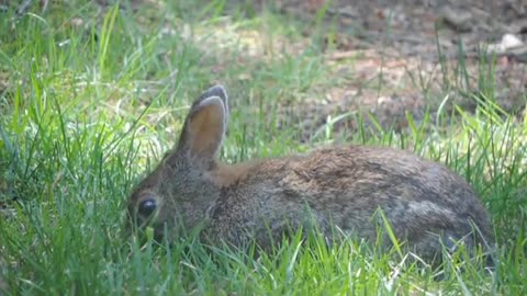 Cute Rabbits Funny Video with Nature Music