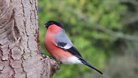 BIRD EATS SEEDS