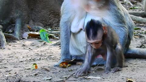 Funny animals # baby monkey# 76# love animals.