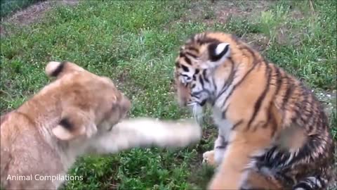 Lion Cubs Roaring (Baby Edition) - Cutest Compilation