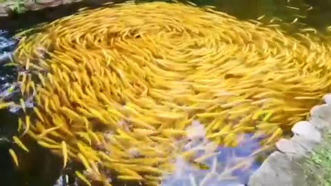 Golden koi fish swimming together to make a swirl