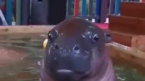 baby hippo 🥰