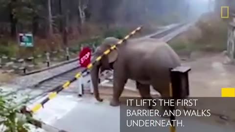 Watch Impatient Elephant Disobeys Railway Rules