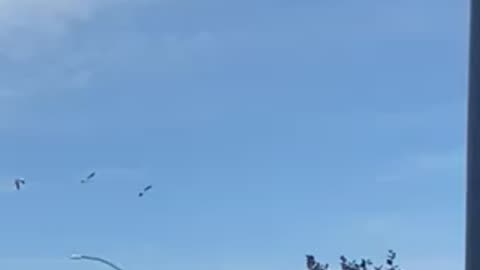 #shorts #goose triplet synchronizing in the #sky ✈️ #geese #air #birds #canadagoose #canadageese