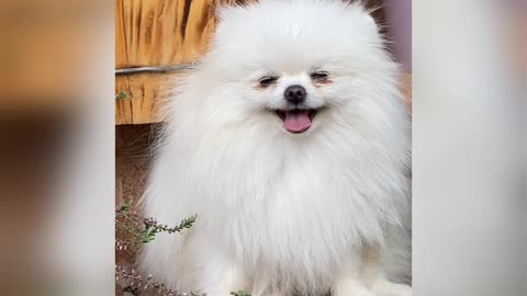 Cachorrinho peludo