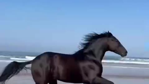 Galloping horses by the sea