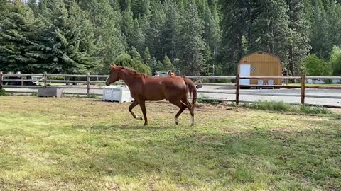 Bunny in Cle Elum - playing in pasture