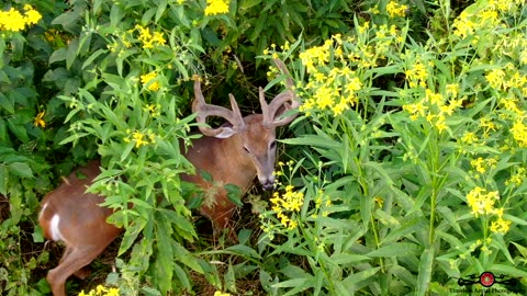 Drone Finds Monster Buck Hiding In The Tall Grass