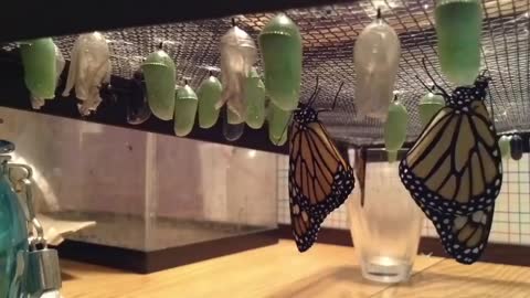 The life cycle of a butterfly