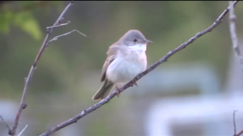 Beautiful song of a little bird.