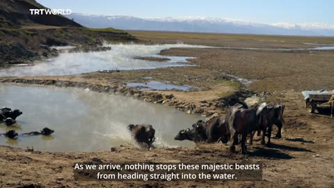 Echoes of Anatolia: Bathing With Buffaoloes