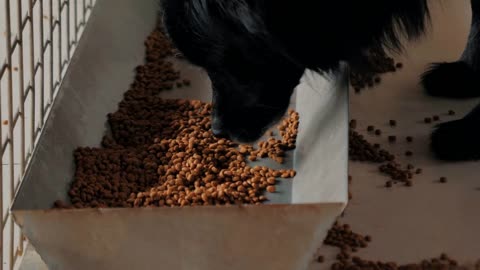 dog eating dry food from trough in shelter