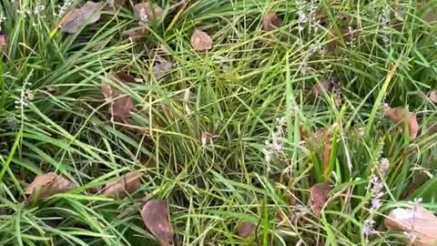 The flowers growing on the grass are very beautiful