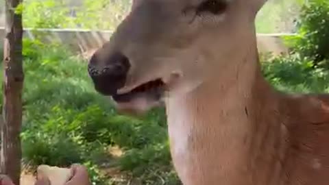 Deer Interlude