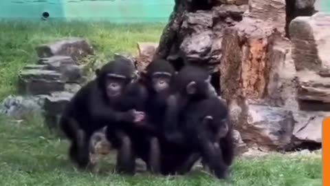 Chimpanzee Chain Reaction: Playtime Fun!