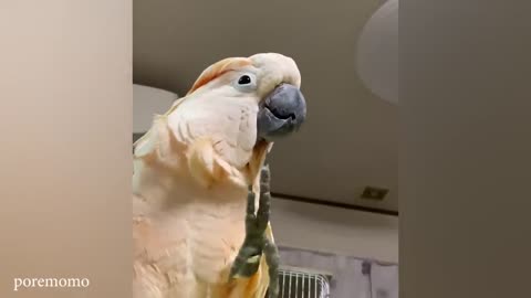 The FUNNIEST Parrots Around the World 🦜 🤣 Best Compilation