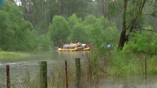 Dogs rescued from rising floodwaters in Sydney